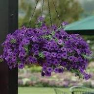 Purple Hanging Petunia Flower Seeds Heirloom Non-GMO High Germination Organic Garden Seeds for Planting