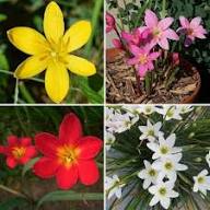 Zephyranthes Flower Seeds Mixed – Heirloom Non-GMO High Germination Organic Garden Seeds