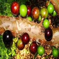 Mixed Jaboticaba Seeds – Heirloom, Non-GMO, High Germination Organic Garden Seeds for Planting