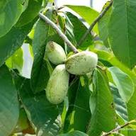 Green Pawpaws Seeds Heirloom Non-GMO High Germination Organic Garden Seeds for Planting