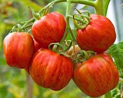 Striped Stuffer Tomato Seeds for Planting – Heirloom Non GMO High Yield Seeds
