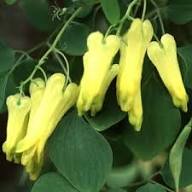 Yellow Dicentra Flower Seeds for Planting – Heirloom, Non-GMO, High Germination