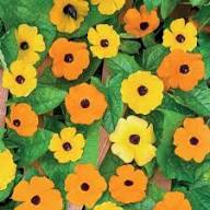 Thunbergia Flower Seeds Yellow Heirloom Non-GMO High Germination Organic Garden Seeds for Planting