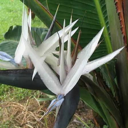 Strelitzia Ave del Paraíso Strelitzia Reginae Para Plantar En Jardín Urbano Semillas de Flores para el Hogar
