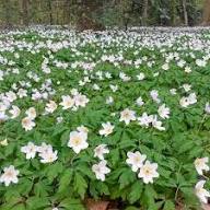 White Anemone Nemorosa Flower Seeds – Heirloom, Non-GMO, High Germination Organic Garden Seeds for Planting