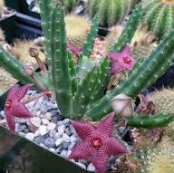 Semillas de Flores de Stapelia Roja Herencia No-GMO Alta Germinación Semillas Orgánicas de Jardín para Sembrar