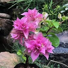 Climbing Bougainvillea Flower Seeds Pink – Heirloom, Non-GMO, High Germination Organic Garden Seeds
