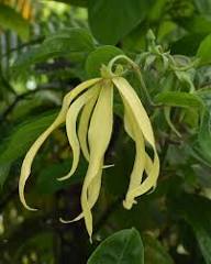 White Cananga Odorata Flower Seeds – Heirloom, Non-GMO, High Germination Seeds