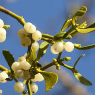 Mistletoe Seeds Heirloom Non-GMO High Germination Organic Garden Seeds for Planting