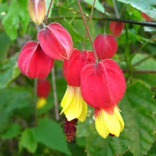 Semillas de flor de abutilón megapotamicum rojo, reliquia, sin OMG, alta germinación, semillas orgánicas para jardín