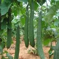 Luffa Seeds – Heirloom Non-GMO High Germination Organic Garden Seeds