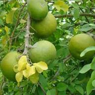 Semillas de Bael Heirloom Sin OGM Alta Germinación Semillas Orgánicas de Jardín para Plantar