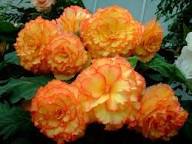 Yellow Red Begonia Flower Seeds – Heirloom Non-GMO High Germination Organic Garden Seeds