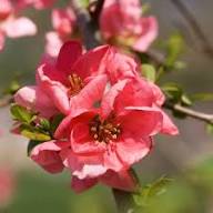 Pink Quince Flower Seeds Heirloom Non-GMO High Germination Organic Garden Seeds for Planting