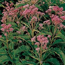 Purpureum Flower Seeds Heirloom Non-GMO High Germination Organic Garden Seeds for Planting