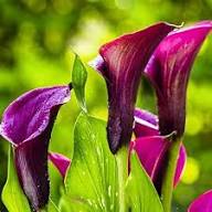 Purple Calla Lily Flower Seeds for Planting – Heirloom Non-GMO High Germination Organic Garden Seeds Seeds for Planting