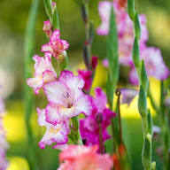 Pink White Gladiolus Flower Seeds Heirloom Non-GMO High Germination Organic Garden Seeds for Planting