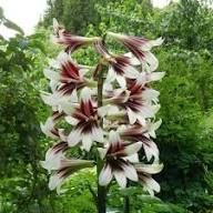 Yellow Cardiocrinum Flower Seeds – Heirloom, Non-GMO, High Germination Organic Garden Seeds