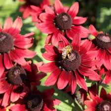 Red Rudbeckia Flower Seeds for Planting – Heirloom, Non-GMO, High Germination Organic Garden Seeds