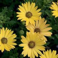 Yellow Arctotis Flower Seeds for Planting – Heirloom, Non-GMO, High Germination Organic Garden Seeds
