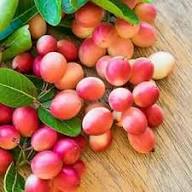 Semillas de Karonda Rosada – Heirloom, No-OGM, Semillas Orgánicas de Alta Germinación para Plantar en el Jardín