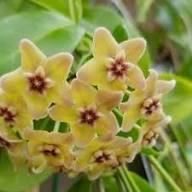 Hoya Carnosa Flower Seeds Yellow – Heirloom Non-GMO High Germination Organic Garden Seeds