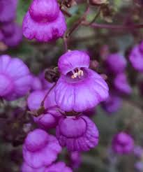Purple Calceolaria Flower Seeds – Heirloom, Non-GMO, High Germination Organic Garden Seeds for Planting