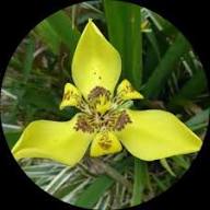 Yellow Neomarica Flower Seeds – Heirloom, Non-GMO, High Germination Organic Seeds