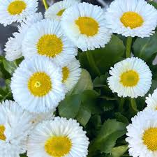 White Pomponette Flower Seeds – Heirloom Non-GMO High Germination Organic Garden Seeds