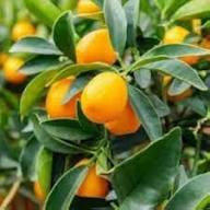 Citrus Calamondin Seeds Heirloom Non-GMO High Germination Organic Garden Seeds for Planting