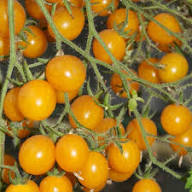 Tomato Growing Yellow Seeds – Heirloom, Non-GMO, High Germination Organic Garden Seeds