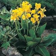 Yellow Pandancanda Flower Seeds Heirloom Non-GMO High Germination Organic Seeds
