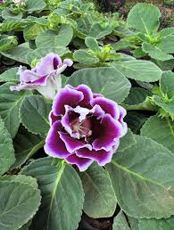 Violet White Gloxinia Flower Seeds – Heirloom, Non-GMO, High Germination Organic Garden Seeds
