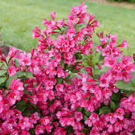 New Weigela Flower Seeds – Heirloom Non-GMO High Germination Organic Garden Seeds for Planting