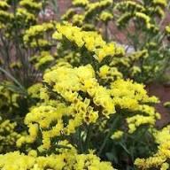 Yellow Statice Flower Seeds Heirloom Non-GMO High Germination Organic Garden Seeds