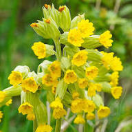 Primula Veris Flower Seeds for Planting – Heirloom Non-GMO High Germination Organic Garden Seeds