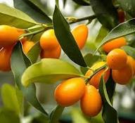 Kumquat Fruit Seeds for Cultivation NON GMO Heirloom Seeds for Planting High Germination Organic Garden Seeds