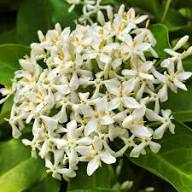 White Odoratum Flower Seeds – Heirloom, Non-GMO, High Germination Organic Garden Seeds for Planting