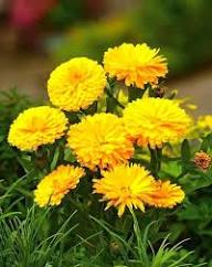 Yellow Calendula Flowers Seeds – Heirloom, Non-GMO, High Germination Organic Seeds