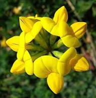 Trefoil Flower Seeds Yellow Heirloom Non-GMO High Germination Organic Garden Seeds