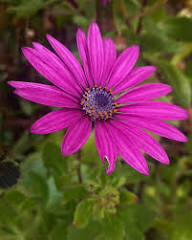 Purple Omeris Flower Seeds Heirloom Non-GMO High Germination Organic Garden Seeds for Planting