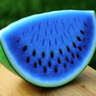 Blue Watermelon Fruit Seeds for Planting – Heirloom Non-GMO High Germination Organic Garden Seeds | Seeds for Planting