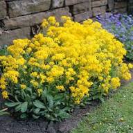 Yellow Cineraria Flower Seeds – Heirloom, Non-GMO, High Germination Organic Garden Seeds