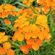 Orange Cheiranthus Cheirii Flower Seeds – Heirloom Non-GMO High Germination Organic