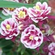 White Red Aquilegia Flower Seeds for Planting Heirloom Non-GMO High Germination Organic Garden Seeds