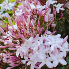 Pink Climbing Jasmine Flower Seeds for Planting – Heirloom Non-GMO High Germination Organic Garden Seeds