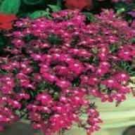 Lobelia Regatta Flower Seeds Pink – Heirloom Non-GMO High Germination