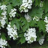 White Quercifolia Flower Seeds Heirloom Non-GMO High Germination Organic Garden Seeds