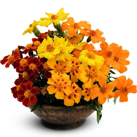 French Disco Mix Marigold Seeds for Planting – Heirloom, Non-GMO Garden Seeds