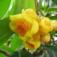 Camellia Flower Seeds Yellow – Heirloom, Non-GMO, High Germination Organic Seeds